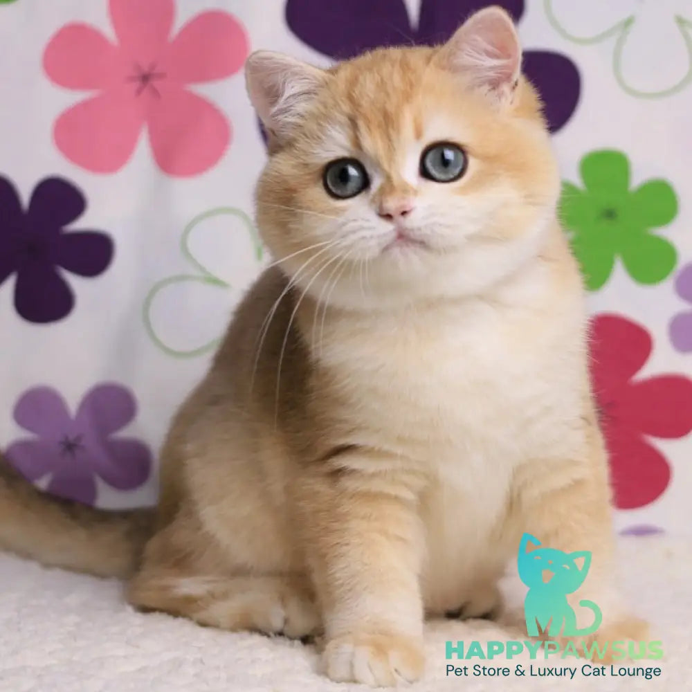 Percy British Shorthair male black golden chinchilla - live animals