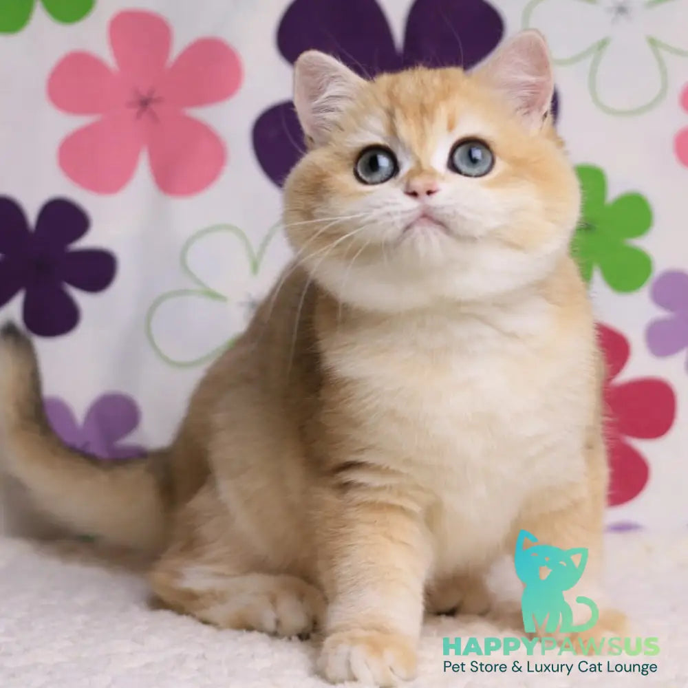 Percy British Shorthair male black golden chinchilla - live animals