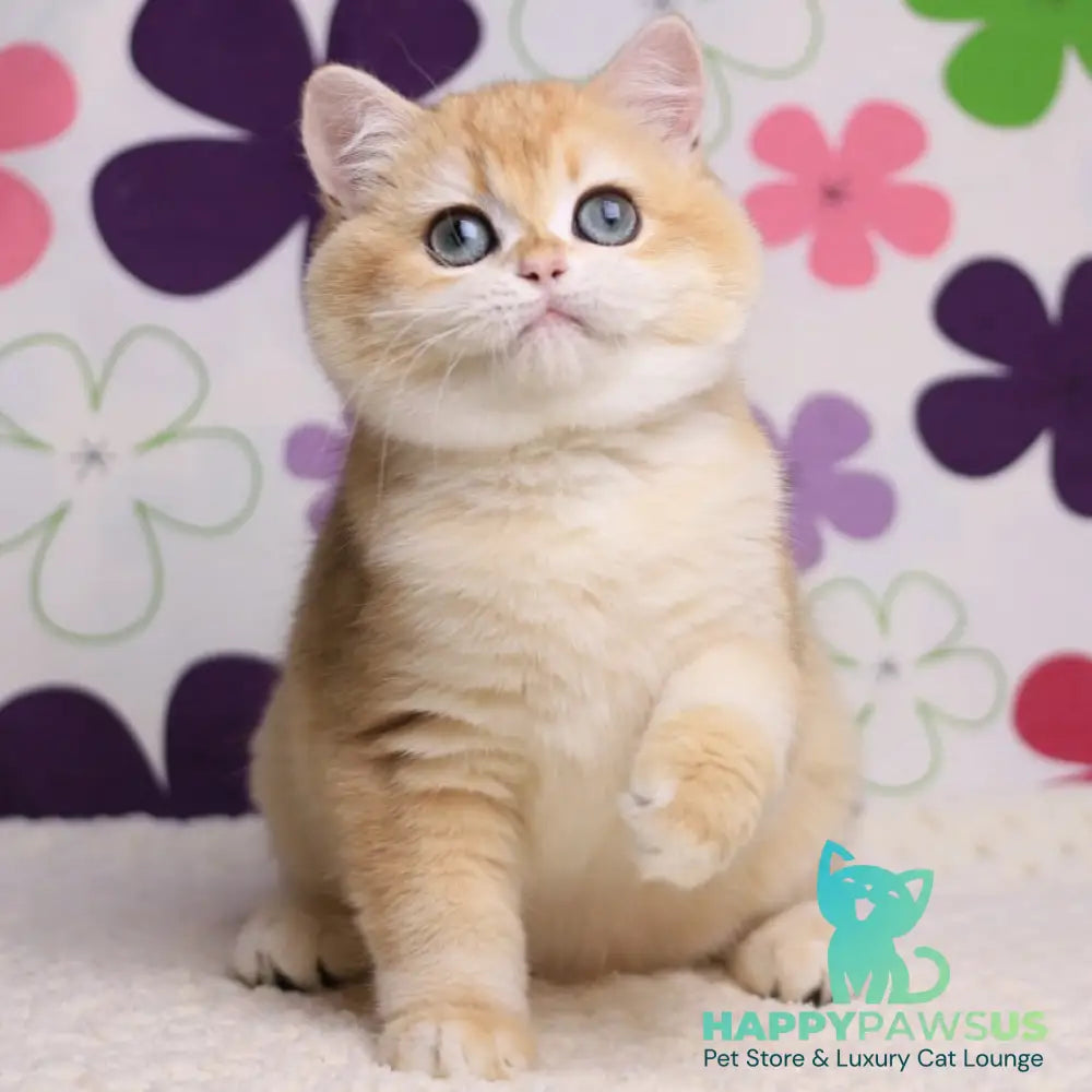 Percy British Shorthair male black golden chinchilla - live animals
