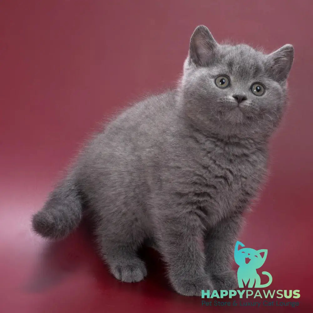 Percy British Shorthair male blue - live animals
