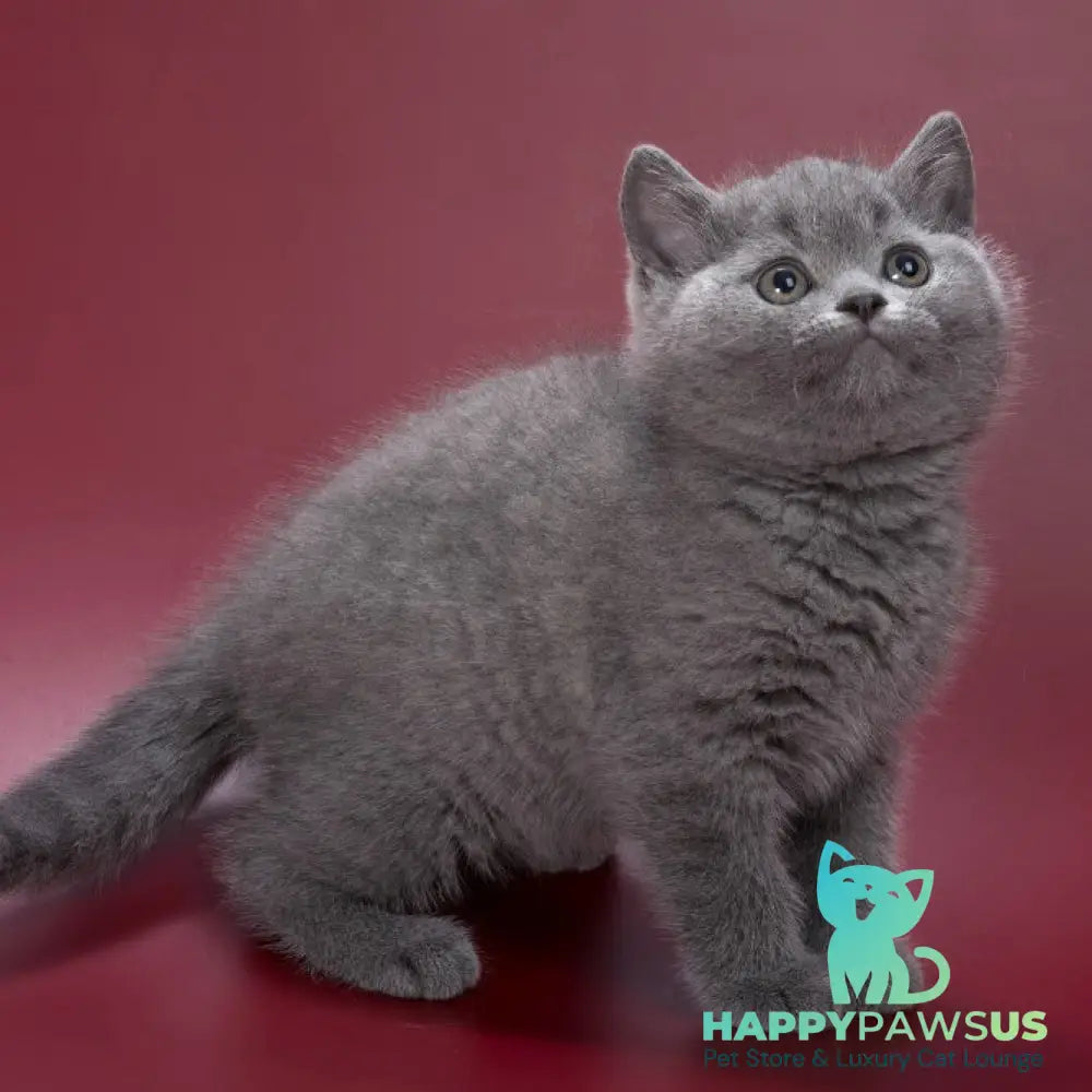 Percy British Shorthair male blue - live animals