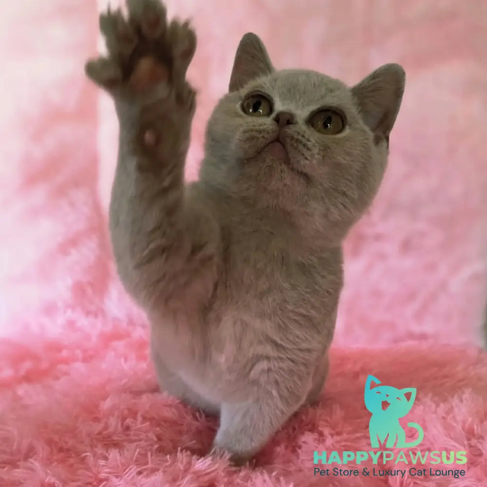 Percy British Shorthair male fawn - live animals