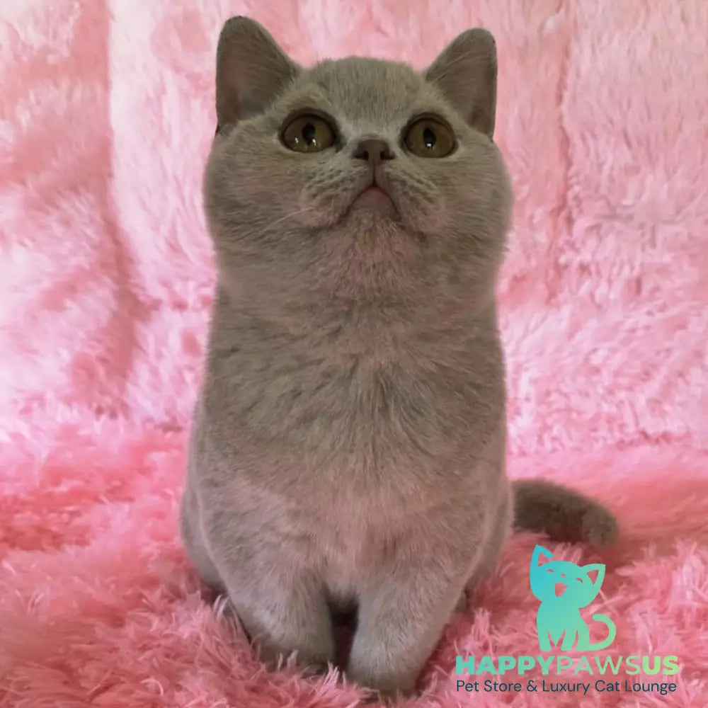 Percy British Shorthair male fawn - live animals