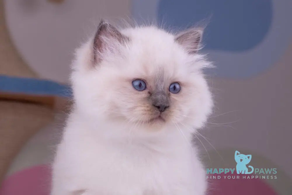 Percy Ragdoll female blue mitted live animals