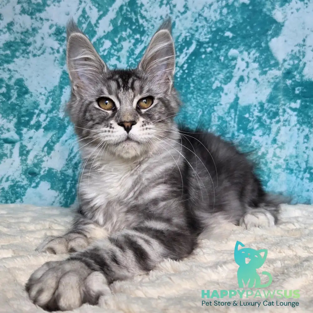 Perenne Maine Coon female black silver tabby - live animals