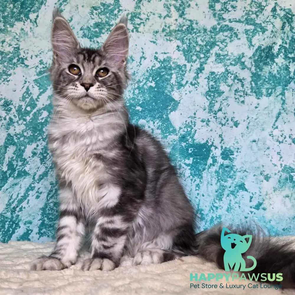 Perenne Maine Coon female black silver tabby - live animals
