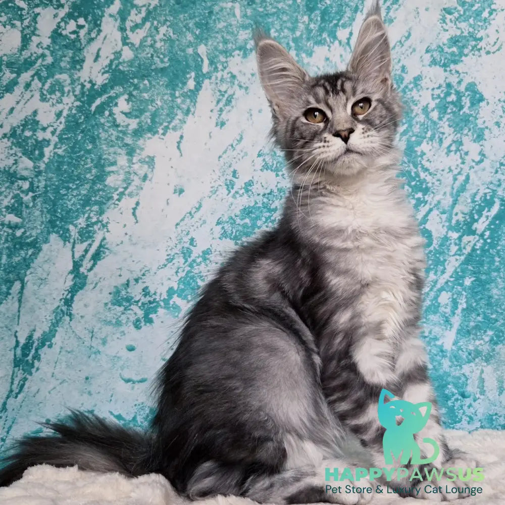 Perenne Maine Coon female black silver tabby - live animals