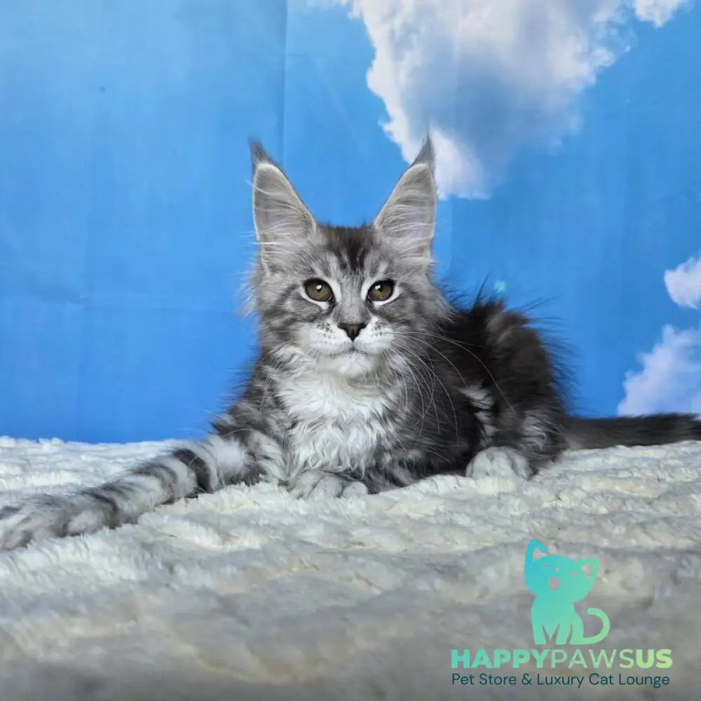 Perenne Maine Coon female black silver tabby - live animals