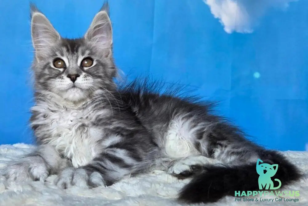 Perenne Maine Coon female black silver tabby - live animals