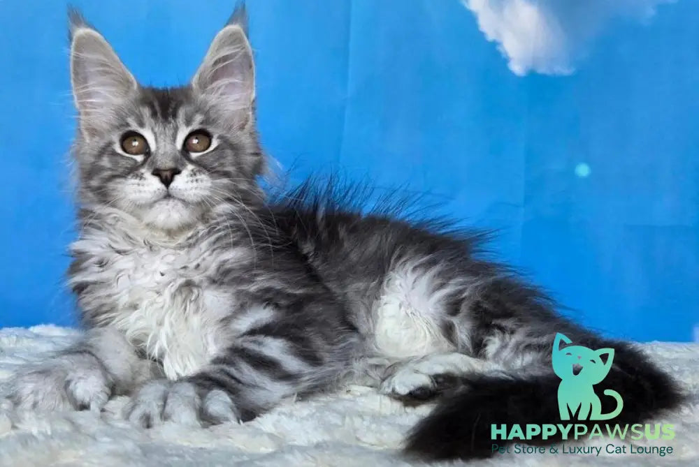 Perenne Maine Coon female black silver tabby - live animals