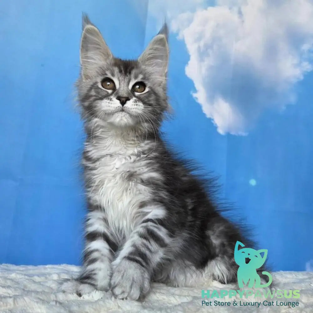 Perenne Maine Coon female black silver tabby - live animals