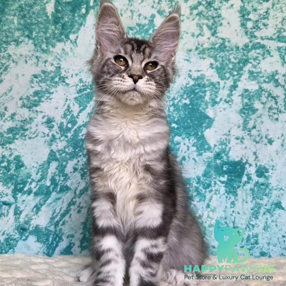 Perenne Maine Coon female black silver tabby - live animals