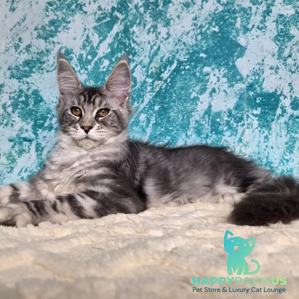 Perenne Maine Coon female black silver tabby - live animals