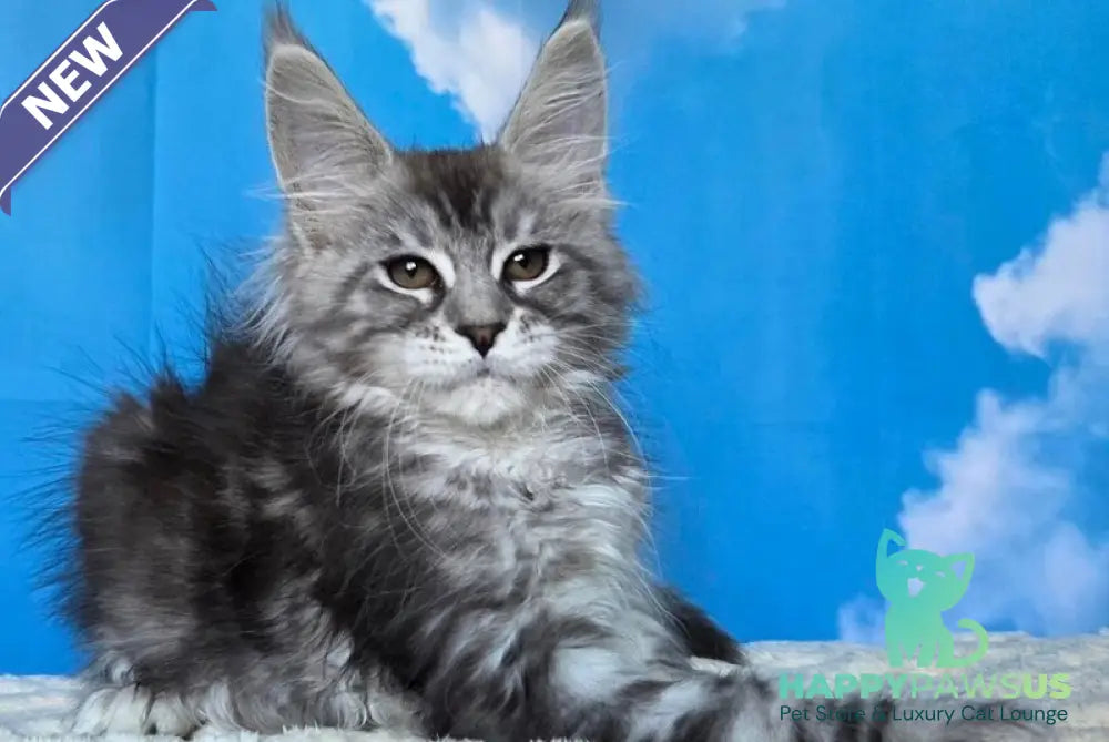Perenne Maine Coon female black silver tabby - live animals