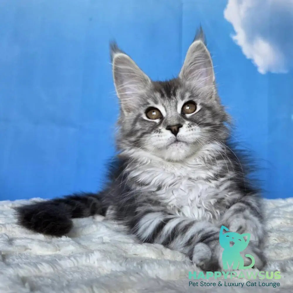Perenne Maine Coon female black silver tabby - live animals