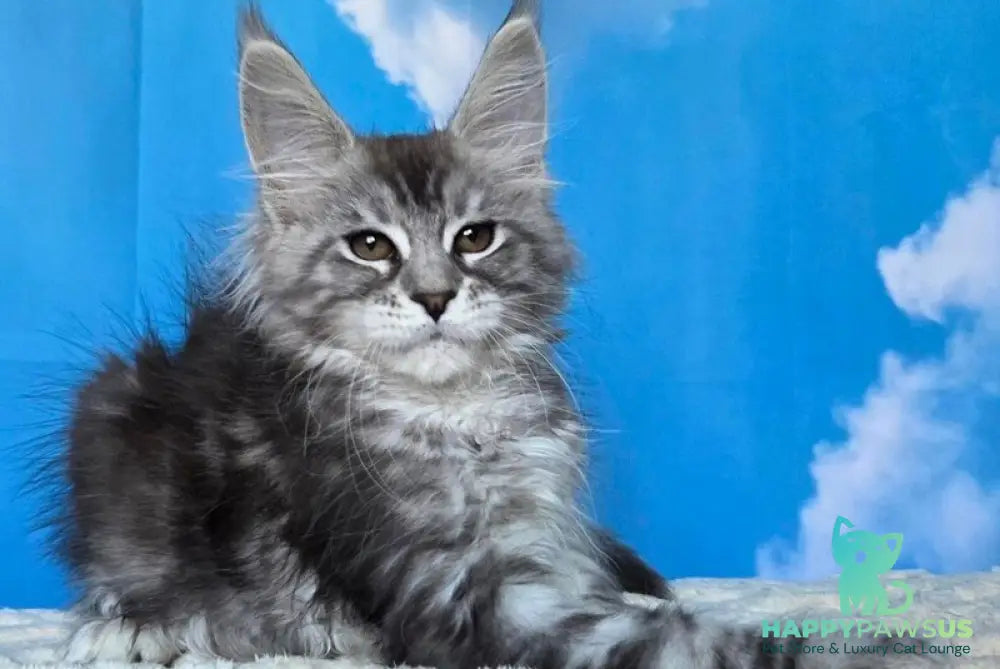 Perenne Maine Coon female black silver tabby - live animals
