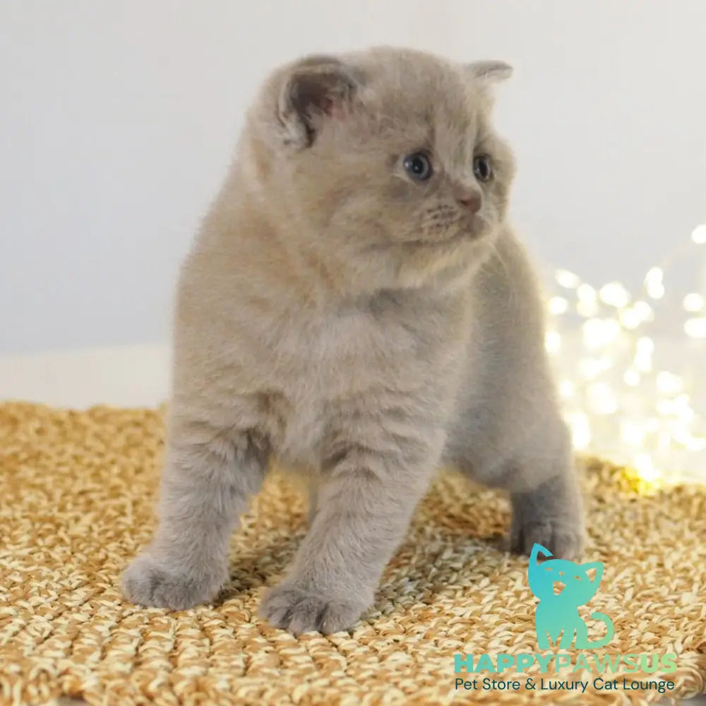 Perl British Shorthair female lilac - live animals