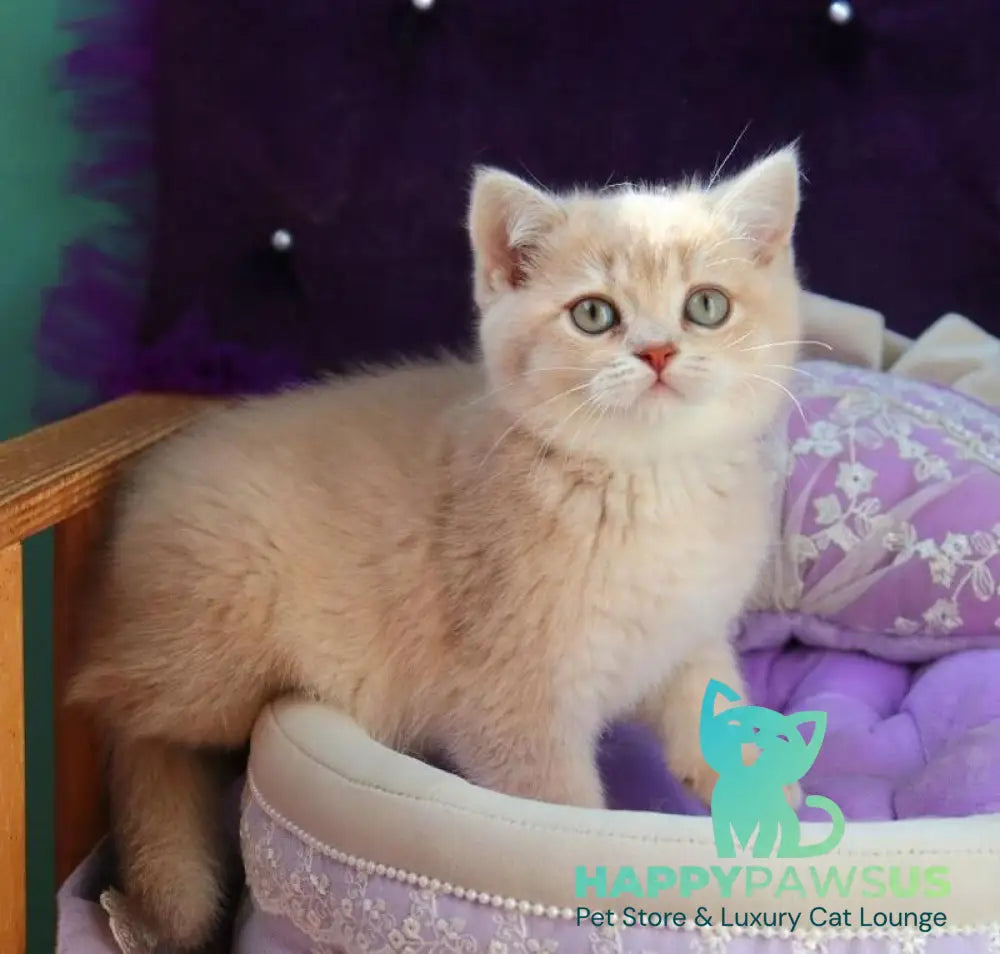 Perla British Shorthair female lilac golden shaded - live animals