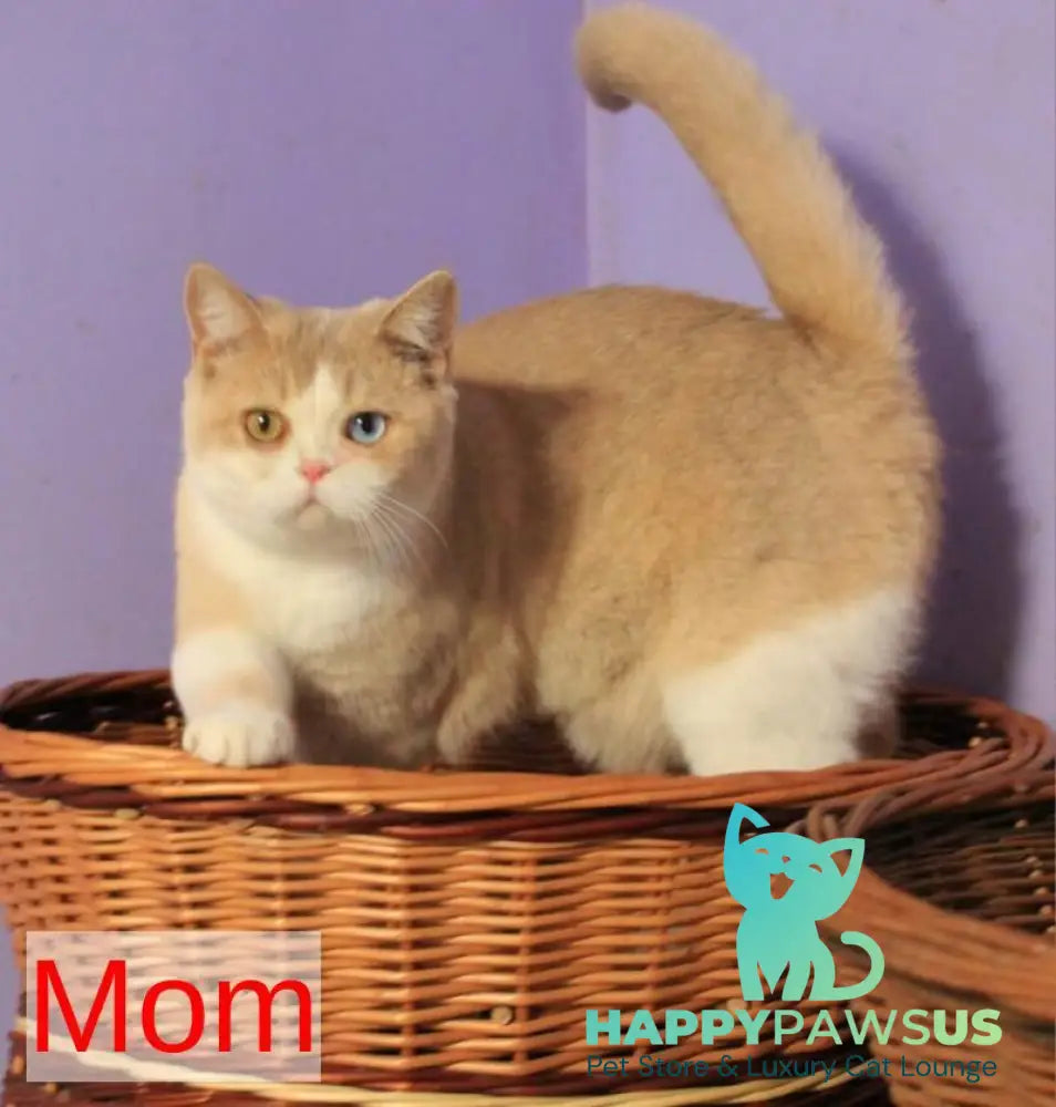 Perla British Shorthair female lilac golden shaded - live animals