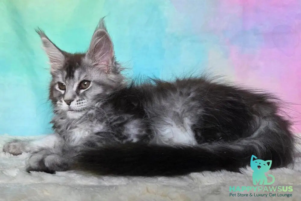 Persephona Maine Coon female black silver ticked tabby - live animals