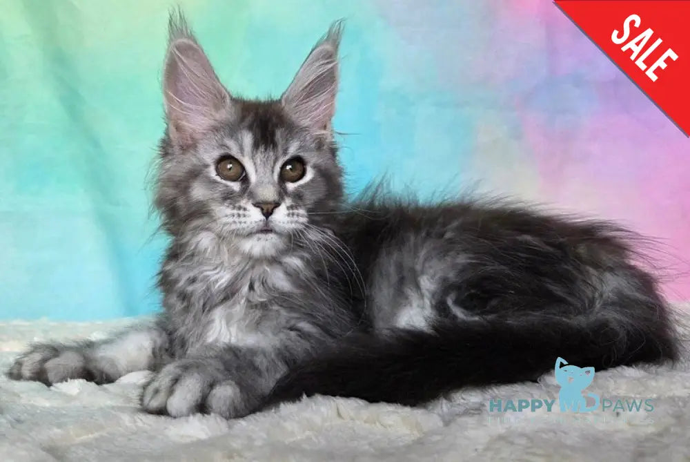Persephona Maine Coon female black silver ticked tabby - live animals