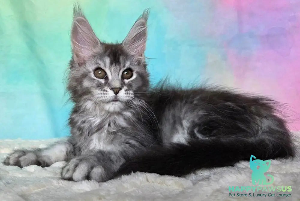 Persephona Maine Coon female black silver ticked tabby - live animals