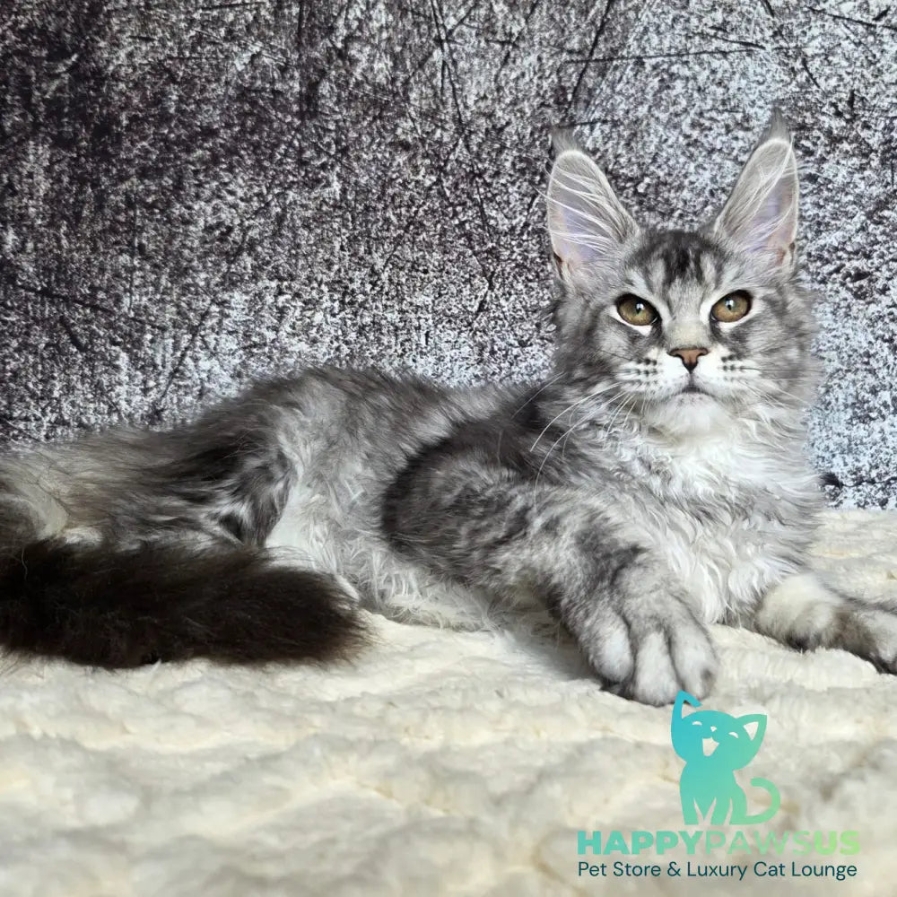 Persephona Maine Coon female black silver ticked tabby - live animals
