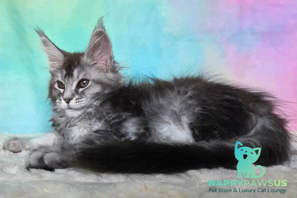 Persephona Maine Coon female black silver ticked tabby - live animals