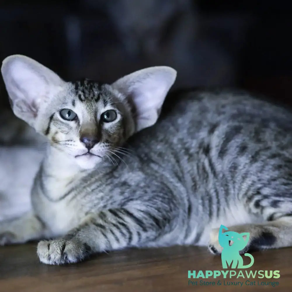 Perseus Oriental Shorthair male black spotted tabby - live animals