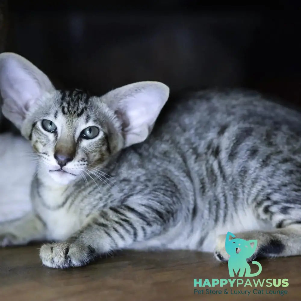 Perseus Oriental Shorthair male black spotted tabby - live animals
