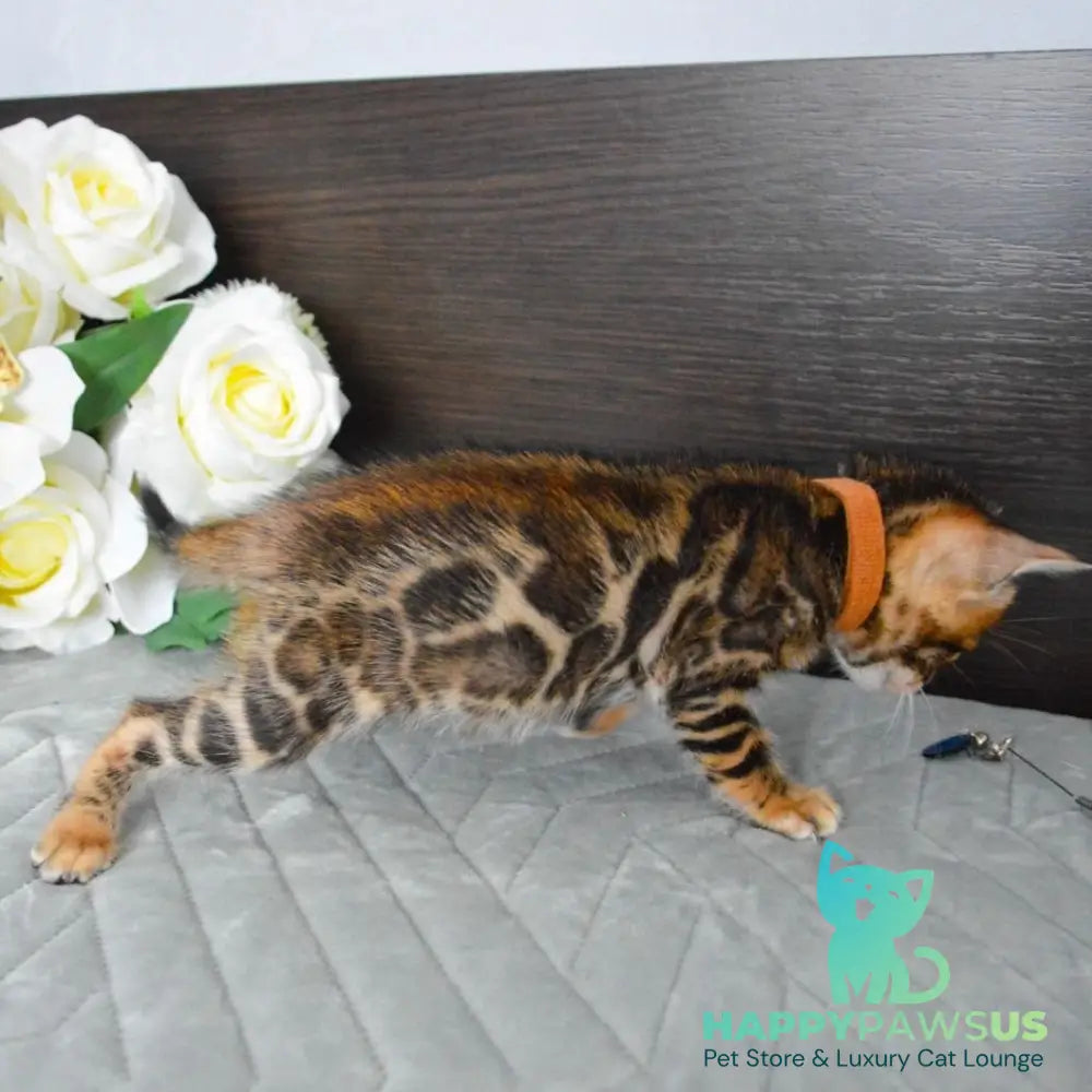 Persey Bengal male black spotted tabby - live animals