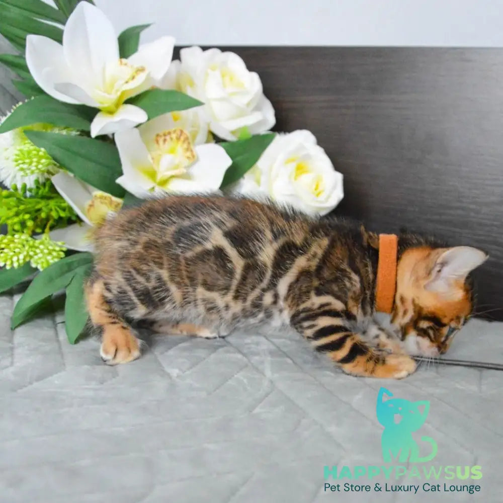 Persey Bengal male black spotted tabby - live animals