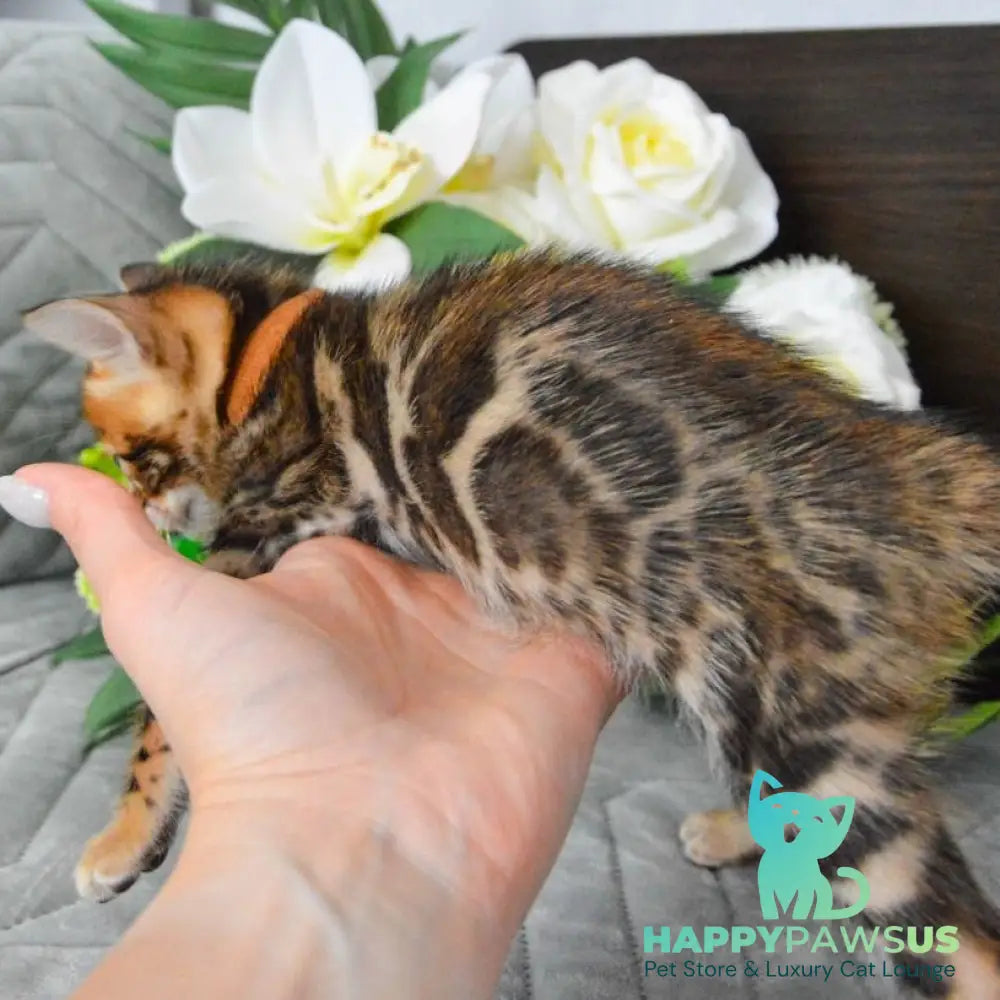 Persey Bengal male black spotted tabby - live animals