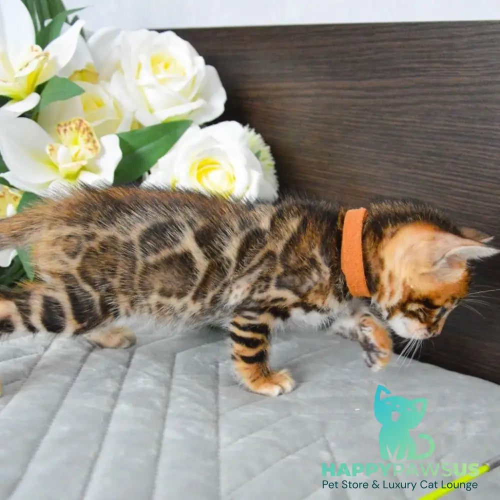 Persey Bengal male black spotted tabby - live animals