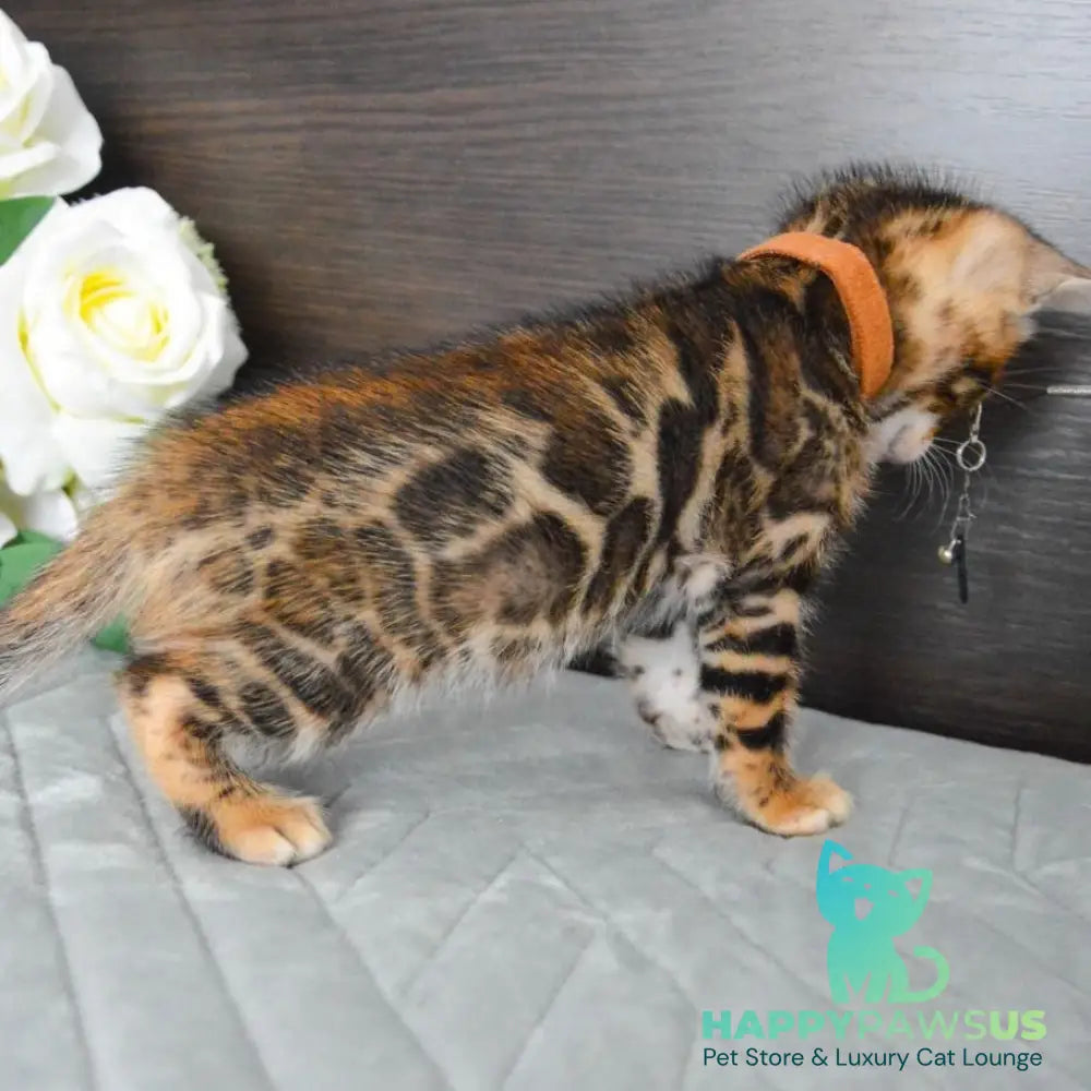 Persey Bengal male black spotted tabby - live animals