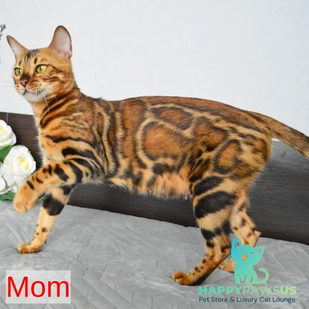 Persey Bengal male black spotted tabby - live animals