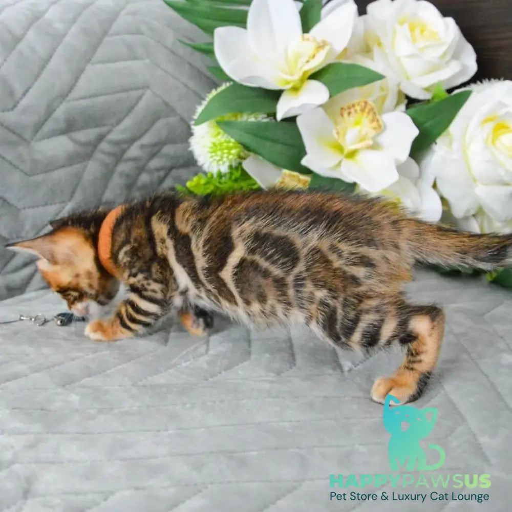 Persey Bengal male black spotted tabby - live animals