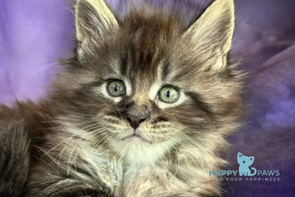 Persey Maine Coon male black silver live animals