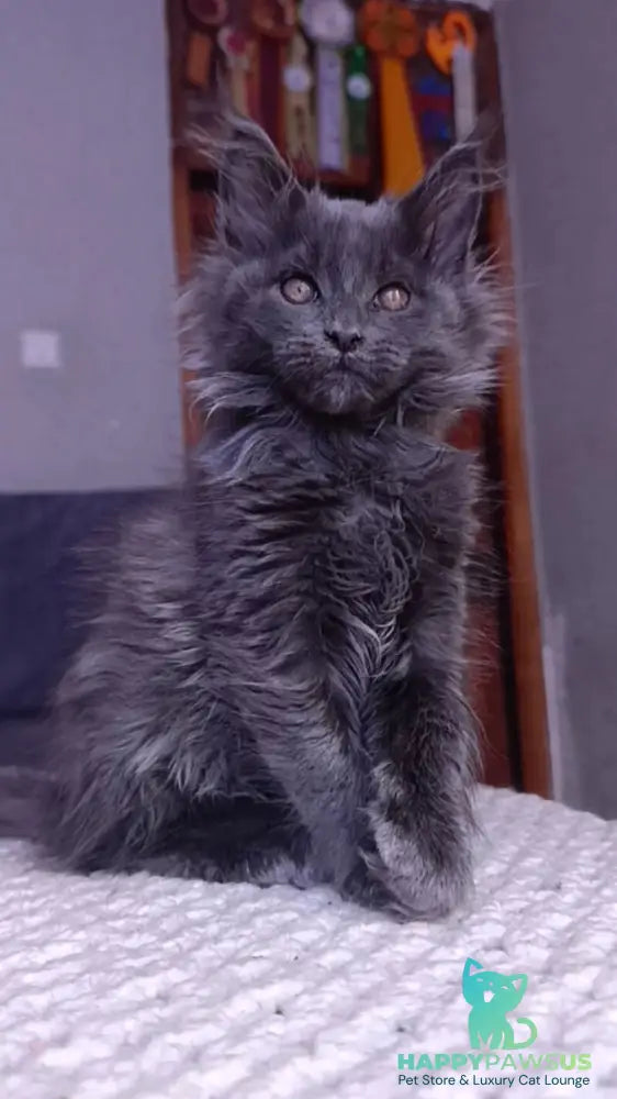 Persey Maine Coon male blue - live animals