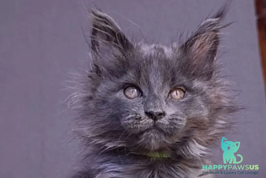 Persey Maine Coon male blue - live animals