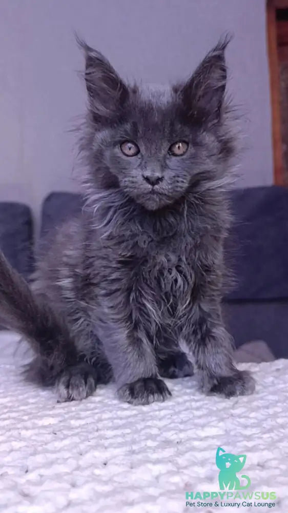 Persey Maine Coon male blue - live animals
