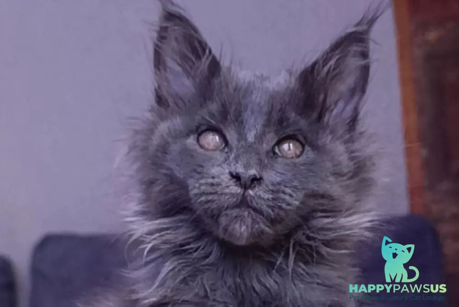 Persey Maine Coon male blue - live animals