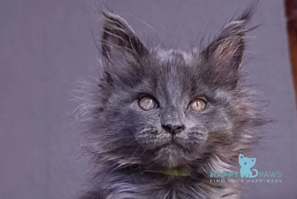 Persey Maine Coon male blue - live animals