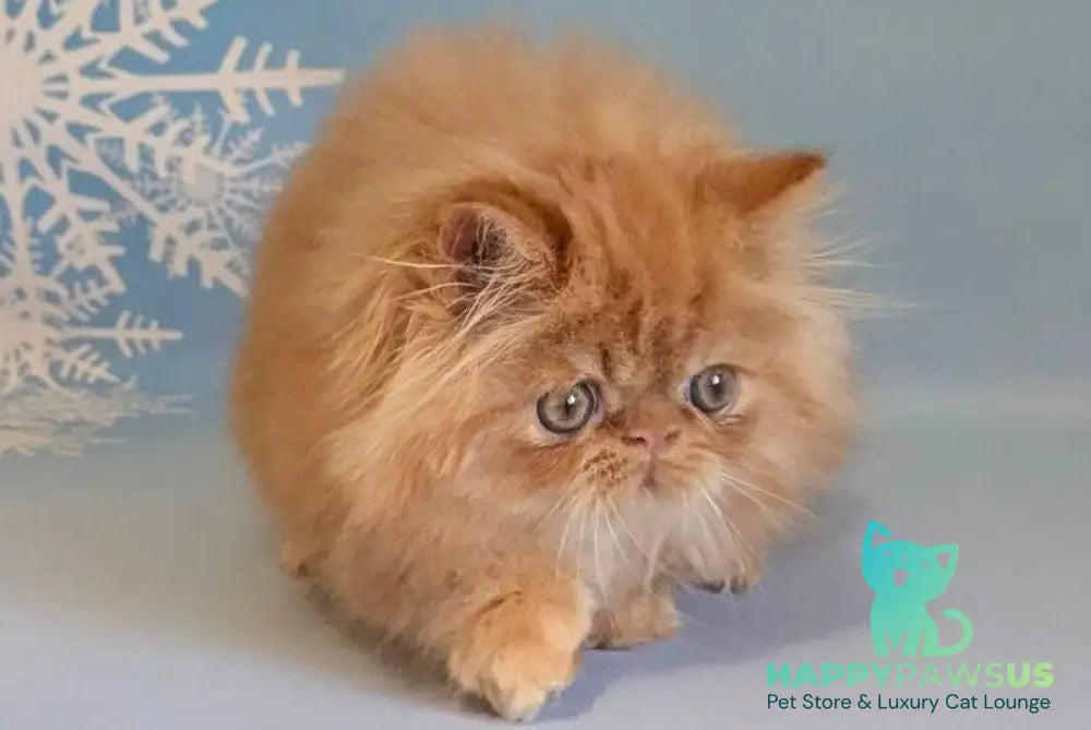 Persey Persian male red tabby live animals