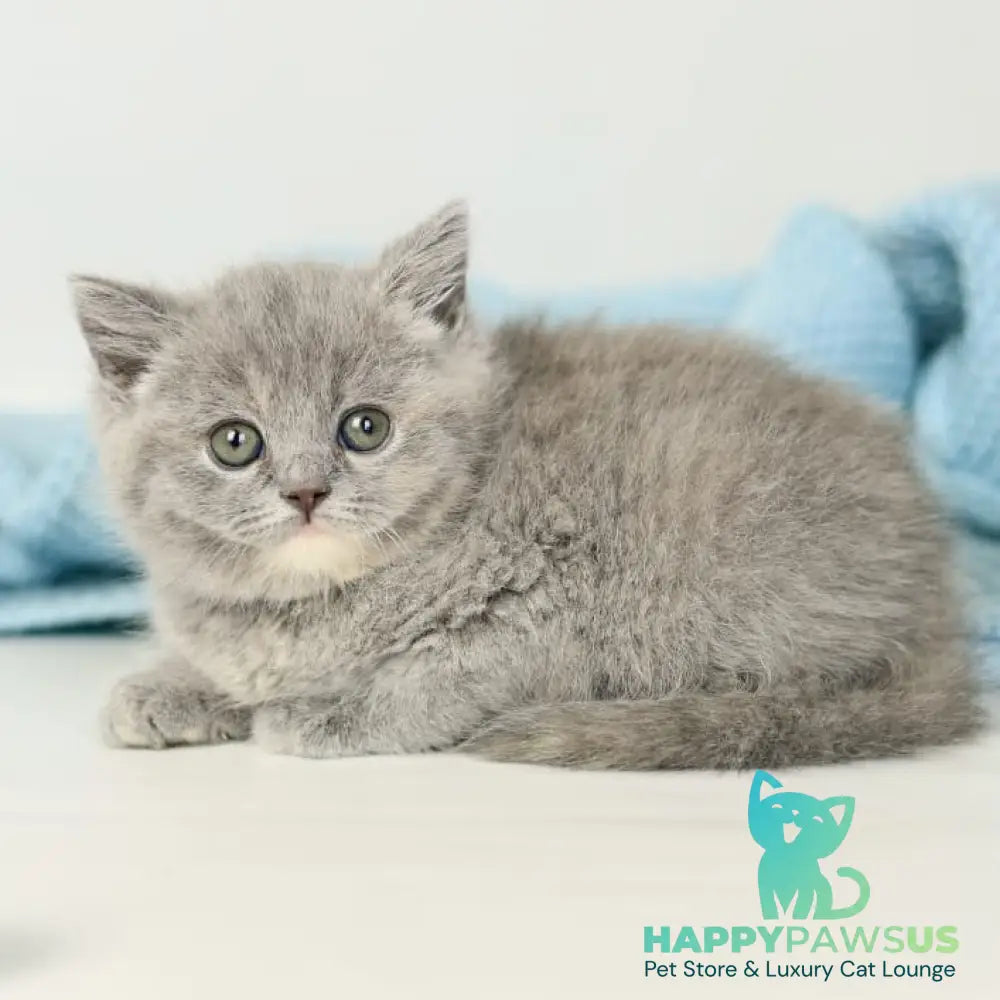 Perseya British Shorthair female blue tortie - live animals