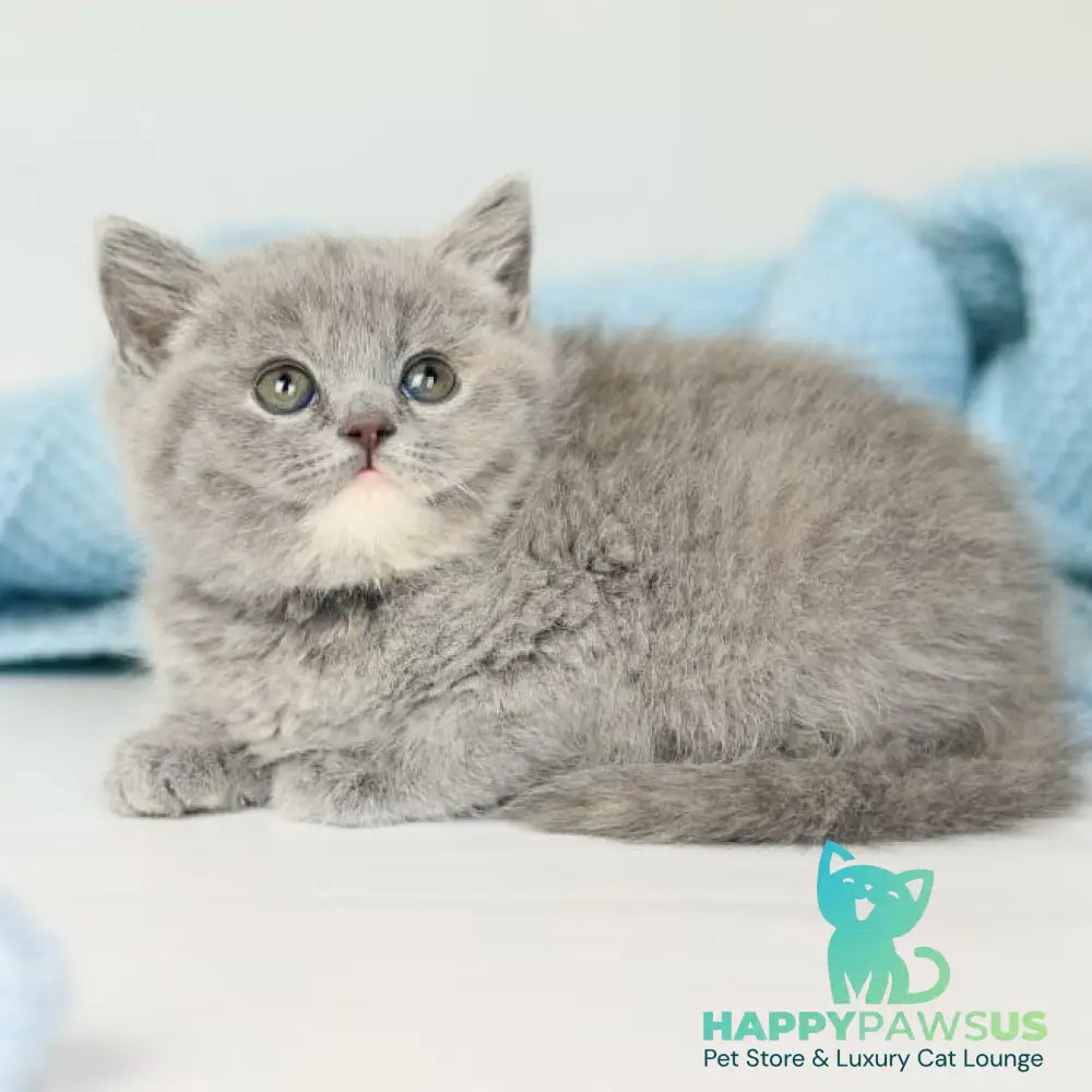 Perseya British Shorthair female blue tortie - live animals
