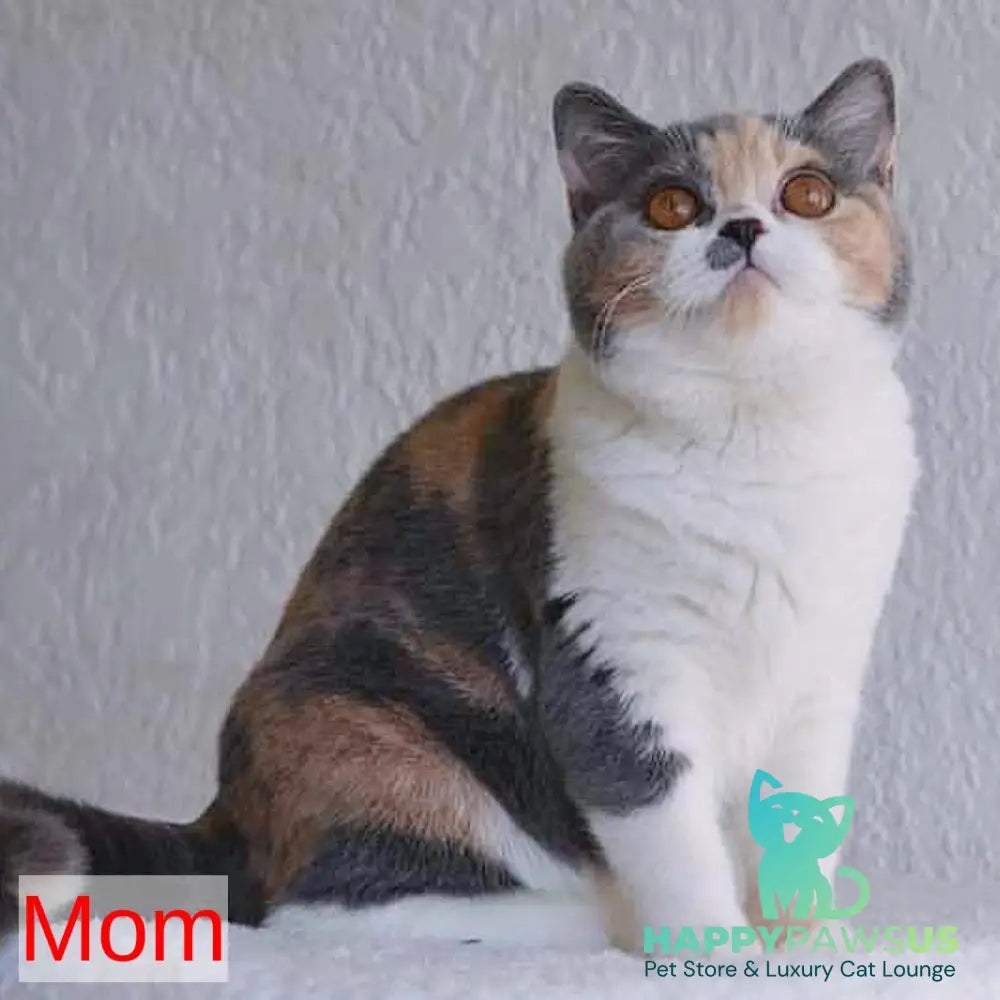 Perseya British Shorthair female blue tortie - live animals