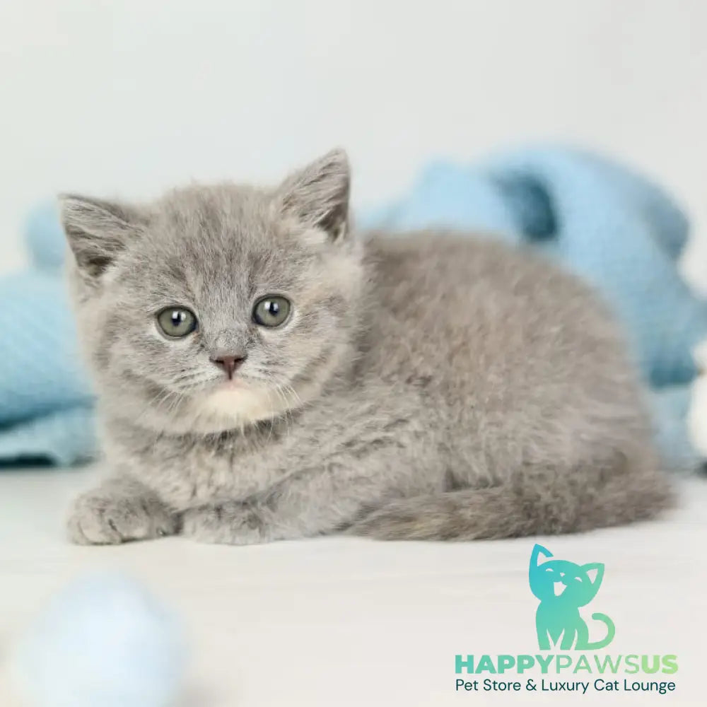 Perseya British Shorthair female blue tortie - live animals