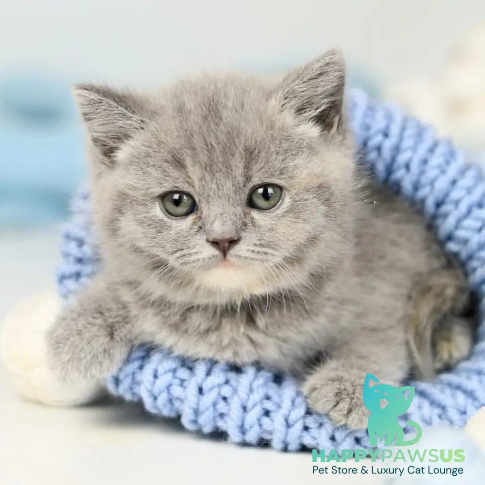 Perseya British Shorthair female blue tortie - live animals