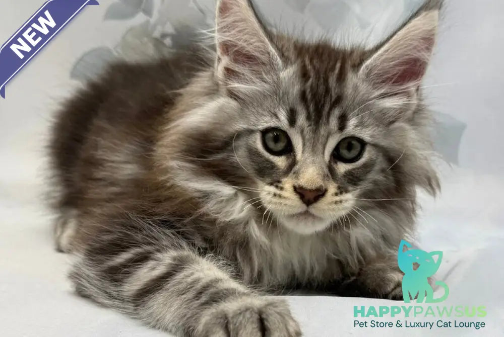 Persi Maine Coon male black silver tabby - live animals
